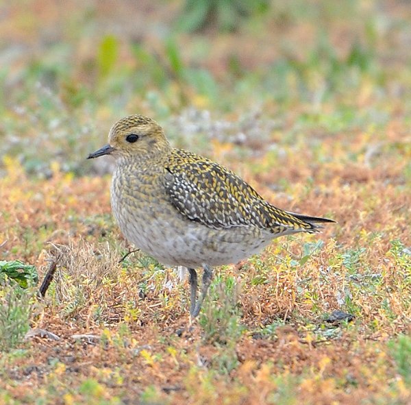 December 2015: Rye Harbour Nature Reserve Sightings